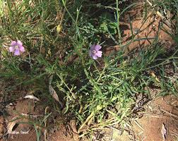 Image result for Monsonia angustifolia