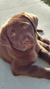 10 Amazing Facts About Labrador Retrievers With Images Labrador Retriever Lab Puppies Dogs