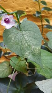 Image result for Ipomoea sinensis