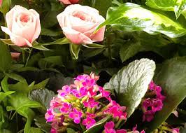 Maybe you would like to learn more about one of these? About Us And Business Hours Mr K S Flowers Littleton Co 80123