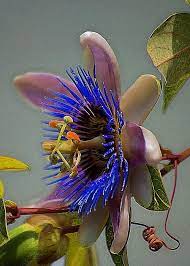 There Are So Many Different Types Of Flowers From Around The World This List Offers Some Of The Most Popular Th Passion Flower Strange Flowers Amazing Flowers