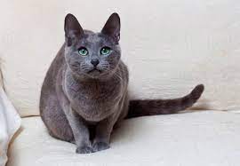 They are sensitive and, if reprimanded, will begin to sulk. Russian Blue Cat Breed Information Your Cat