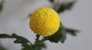 Chrysanthemums Org Chrysanthemum Flower Beautiful Flowers Chrysanthemum