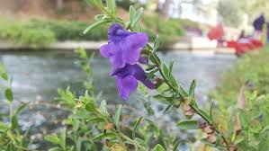 Flowers that grow in texas winter. What To Plant For Winter Bloom Garden Style San Antonio
