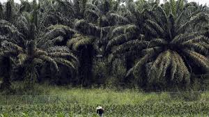 Ini dia tki asal lampung sedang memanen kelapa sawit di malaysia, bgitu kerasnya pekerjaannya, demi mencari sesuap nasi Kebun Kelapa Sawit Ditutup Malaysia Bakal Alami Disrupsi Pasokan Minyak Kabar24 Bisnis Com