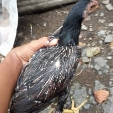 Maybe you would like to learn more about one of these? Ayam Kremes Jeng Lita Ayam Goreng Nelongso Umm Pages Directory