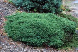 Image result for Disperis johnstonii