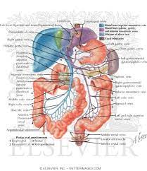 The rest of the series discusses ultrasound evaluation of specific. Vascular Supply Abdomen