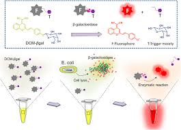 Β-Galactosidase, E. Coli (Ec 3.2.1.23) | Glycoside Hydrolase |  Medchemexpress