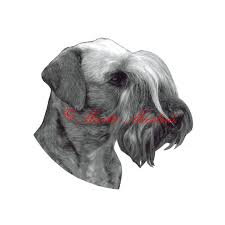 Image result for ČESKÝ TERIÉR