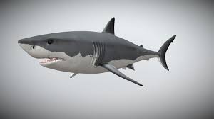 Great White Shark 3d Model By Panthera Onca Panthera Onca A3b04d9 Sketchfab