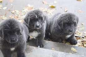 It all started in the year 2013, when we first got our first two male and female newfoundland puppies. Reputable Newfoundland Breeder With Newfoundland Puppies For Sale In Colorado Moore Newfies