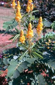 That the flowers contain much nectar is evidenced by the frequent visits of many. Cassias Add Golden Yellow Flowers To Fall Landscape