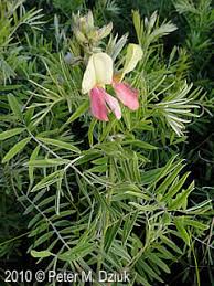 Image result for Tephrosia lupinifolia