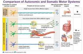 Comparison Of Autonomic And Somatic Motor Systems Cell