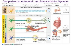 comparison of autonomic and somatic motor systems cell