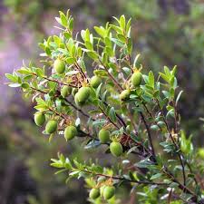 Image result for Diospyros abyssinica