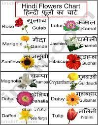 Flowers And Names Hindi Language Learning Hindi