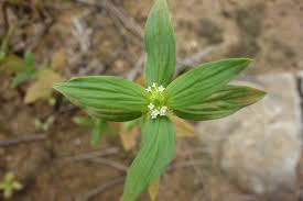 Image result for Spermacoce mauritiana