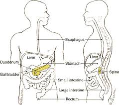 Image result for pancreas location