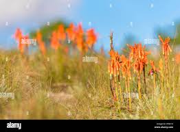Image result for Aloe inyangensis