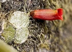 Image result for Stolzia kalkhof-roseae