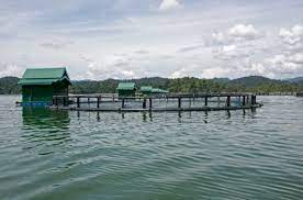 (sendirian berhad) sdn bhd malaysia company is the one that can be easily started by foreign owners in malaysia. Ethical Fish Farming For The World Business Circle