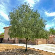 Image result for Acacia