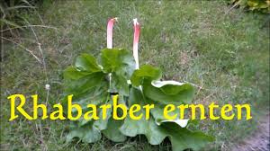Die pflanze soll sich regenerieren für die nächste saison. Rhabarber Ernten Wann Erntet Man Rhabarber Rhabarber Ernte Youtube