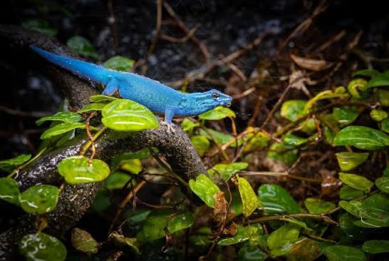 Amazed by the super vibrant color on this electric blue day gecko at  @shannons_reptileroom! 💙🔥 TRR is made possible by @pangeareptile  #lygodactyluswilliamsi #lizardlove #reptilepets #herpetology  #thereptilereportofficial
