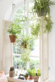 15 Beautiful Window Plants Ideas That Will Freshen Up Your House Air Plants Decor Common House Plants Window Plants