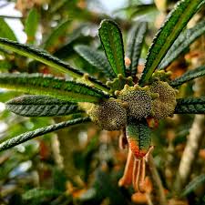 Image result for Dorstenia buchananii