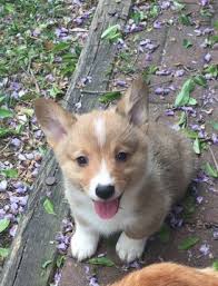 See more of corgi connection of central texas on facebook. Pembroke Welsh Corgi Puppy For Sale In Bryan Tx Adn 25870 On Puppyfinder Com Gender Male Age 6 W Corgi Puppies For Sale Pembroke Welsh Corgi Puppies Corgi