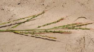 Image result for Oryza longistaminata