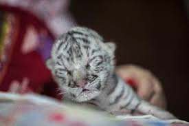 We did not find results for: Rare White Tiger Born At Nicaragua Zoo