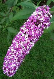 A Unique New Bi Coloured Butterfly Bush Purple And White Flowers Flower Spike Butterfly Bush