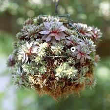 You may want to create a hanging basket that features just one flower in a range of colours, or you may want to create a contrast by using a number. 25 Easy And Eye Catching Hanging Baskets Better Homes Gardens