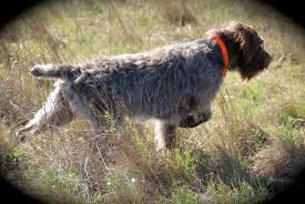 Welcome to wet acres griffons. Rockbridge Kennels Home Facebook