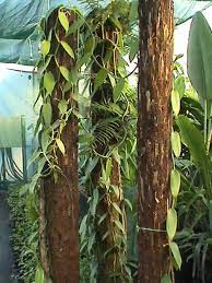 Tahitensis) is a hybrid between v. Grow Vanilla It S A Tropical Vine And Can Even Grow Indoors Grow Vanilla Beans Vanilla Plant Growing Vanilla Beans