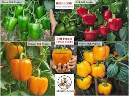 Bell Pepper Combo 4 Pack 120 Heirloom Seeds 100 Organic Etsy In 2021 Stuffed Bell Peppers Heirloom Seeds Stuffed Peppers
