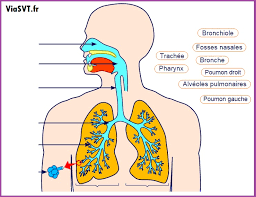 Équence sur la respiration cm 1 : L Appareil Respiratoire Humain Cours De Svt 5eme Vive Les Svt Les Sciences De La Vie Et De La Terre Au College Et Au Lycee Cours De Svt En Ligne