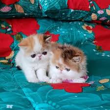 Welcome to the home page of persian and exotic cat rescue! Persian Kittens For Sale Persian Kittens Facebook