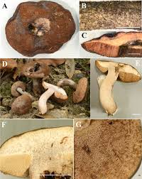 Image result for Sutorius eximius