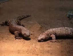 Image result for Lepidagathis andersoniana