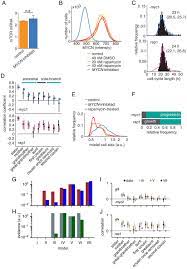 What causes a cell to grow in size. Hidden Long Range Memories Of Growth And Cycle Speed Correlate Cell Cycles In Lineage Trees Elife
