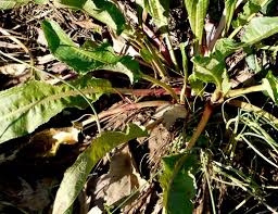 Image result for Rumex crispus