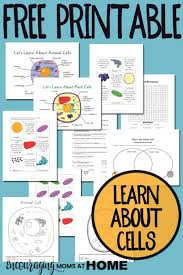 Identify differences between plant and animal cells. Plant And Animal Cell Printables Grades 4 6