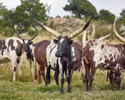 Photographer daniel naude and president cyril ramaphosa collaborate on a stunning book about africa's ankole cattle. Of Cattle And Men Agribook Digital