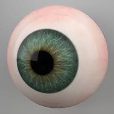 Human Eye 3d Model Human Eye 3d Model Model