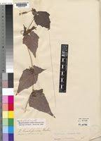 Image result for Raphidiocystis